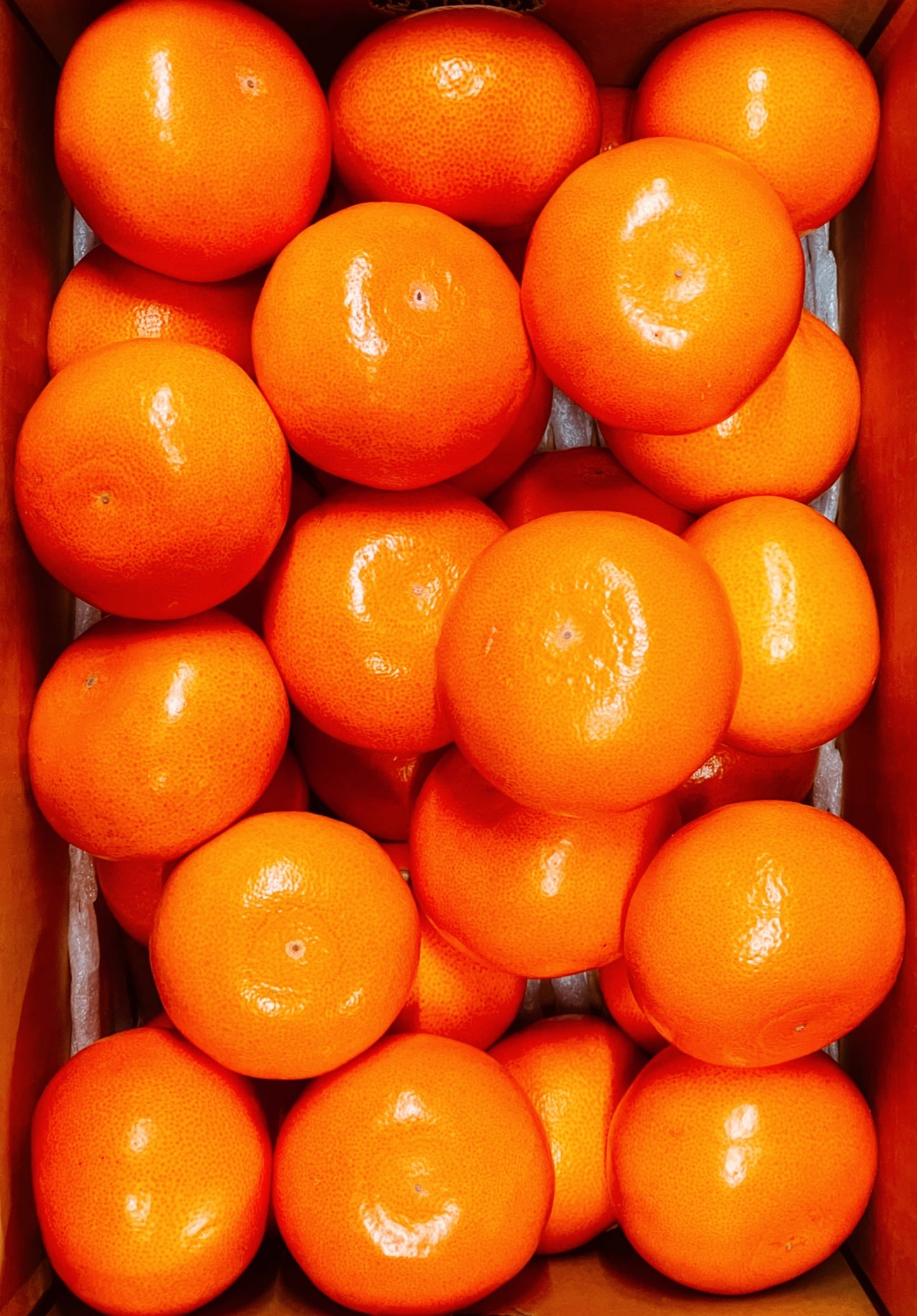 【旬味】せとか Mサイズ5kg|高糖度・濃厚果汁|みかんキング最高ランク