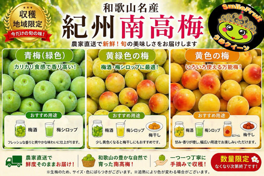 【和歌山県産 紀州南高梅】
黄緑〜黄色熟成梅|梅干し・梅ジャム・梅酒用|農家直送|5kg 数量限定