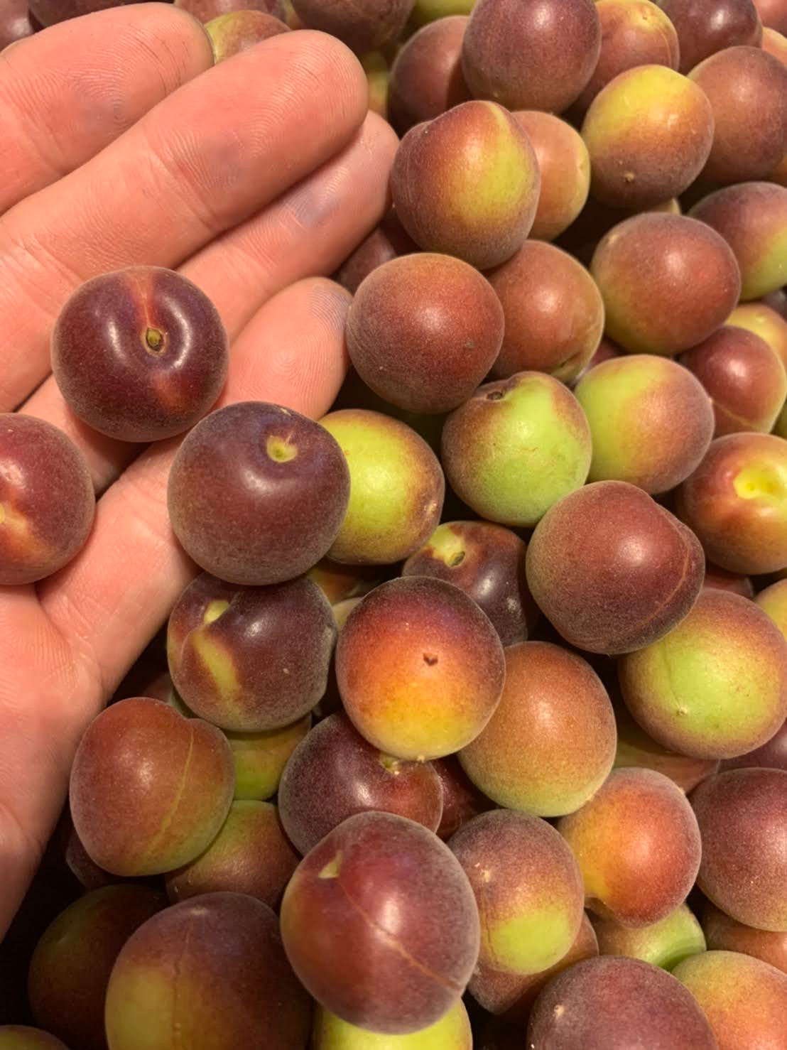 和歌山県産　生産地域限定　【希少品種 】紫小梅【パープル】2Kg