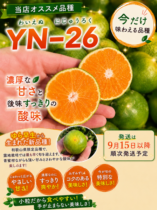 【旬味】YN-26｜和歌山オリジナル品種｜ゆら早生から生まれた小玉みかん｜濃厚な甘さと爽やかな酸味
