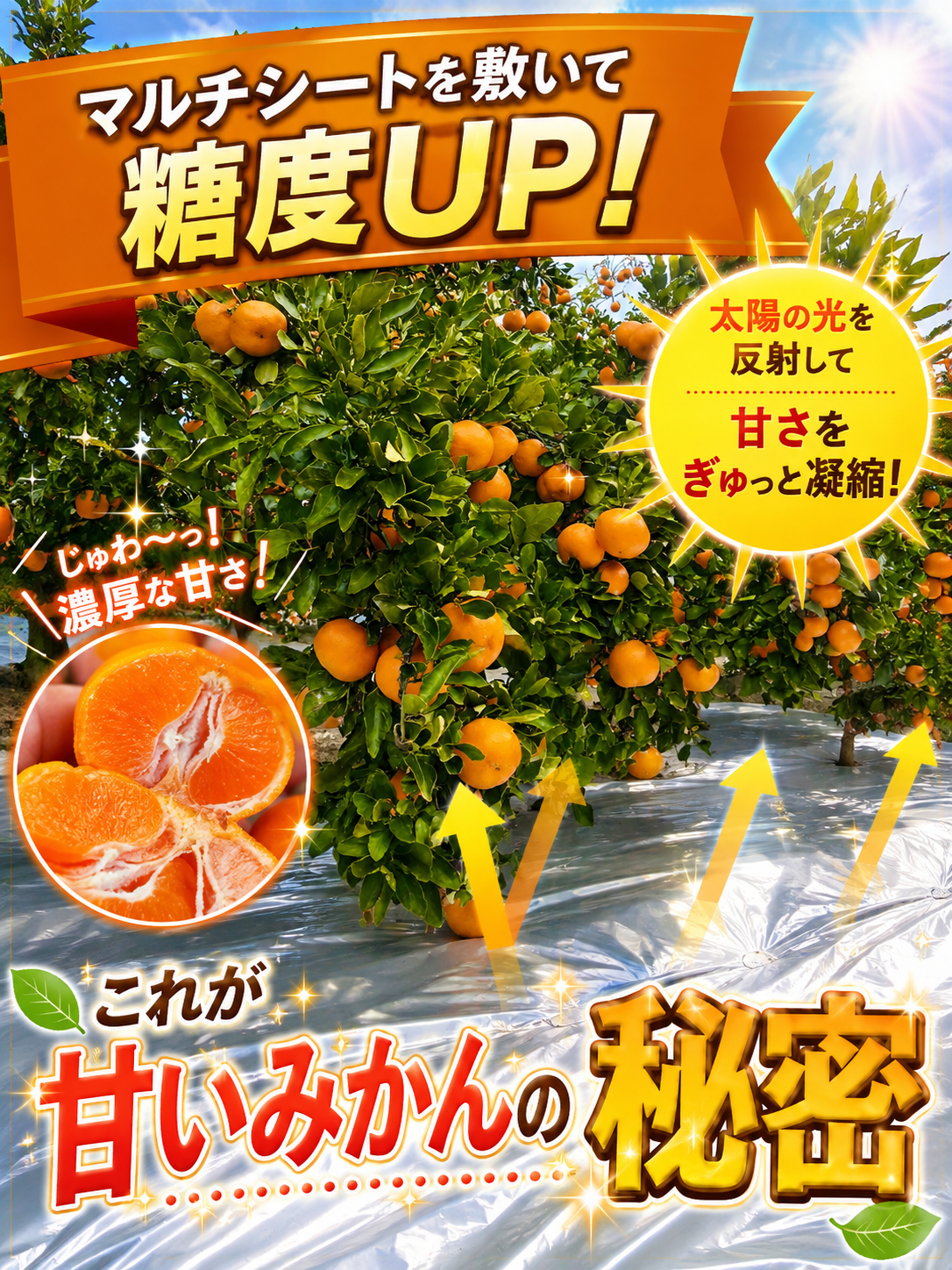 【旬味】有田みかん 小玉｜平均糖度15度以上｜2S・3Sサイズ｜みかんキング最高ランク